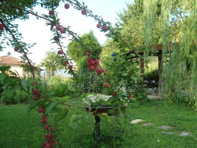 B&B Cherry En Rose Lezzeno Exterior photo